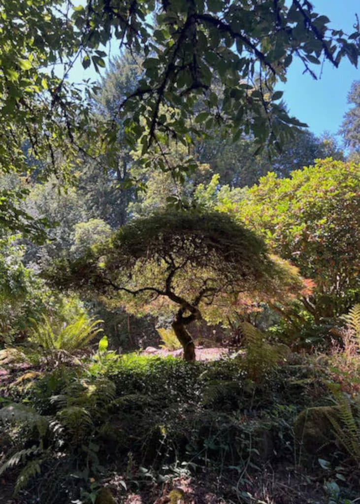 Portland Oregon tree